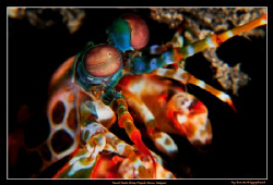 Mantis Shrimp, 
D300, 105VR, Inon 165 diopter by Kay Burn Lim 